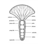 Fan Worm Anatomy Diagram