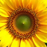 Intricate details of a sunflower's center