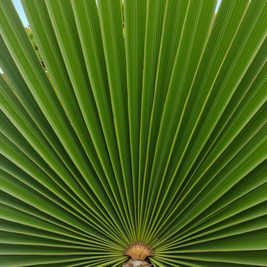 Palm Tree with Broad Fan-Like Leaves