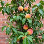 Fan Trained Peach Tree Against a Wall