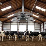 HVLS Fan Cooling an Agricultural Barn